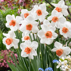Cool Flame Large Cupped Daffodil Narcissus Bulbs Blooms Species Growing Bonsai Roots Rhizomes Corms Tubers Potted Planting Reblooming Fragrant Garden Flower Seeds Plant