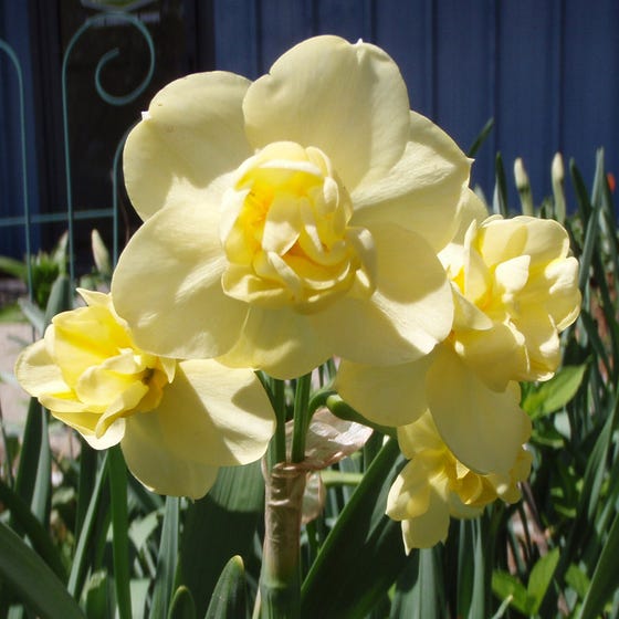Yellow Cheerfulness Double Daffodil Narcissus Bulbs Blooms Species Growing Bonsai Roots Rhizomes Corms Tubers Potted Planting Reblooming Fragrant Garden Flower Seeds Plant