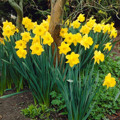 Dutch Master Trumpet Daffodil Narcissus Bulbs Blooms Species Growing Bonsai Roots Rhizomes Corms Tubers Potted Planting Reblooming Fragrant Garden Flower Seeds Plant