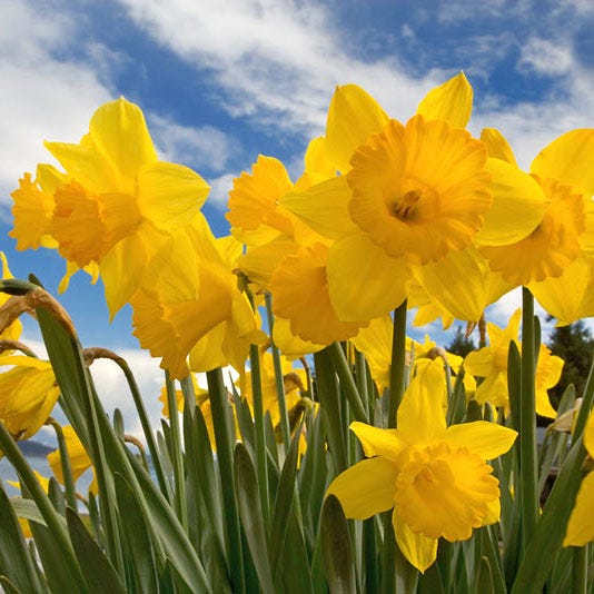 Dutch Master Trumpet Daffodil Narcissus Bulbs Blooms Species Growing Bonsai Roots Rhizomes Corms Tubers Potted Planting Reblooming Fragrant Garden Flower Seeds Plant