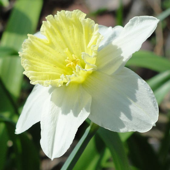 Ice Follies Large Cupped Daffodil Narcissus Bulbs Blooms Species Growing Bonsai Roots Rhizomes Corms Tubers Potted Planting Reblooming Fragrant Garden Flower Seeds Plant