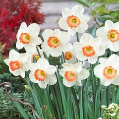 Pink Charm Large Cupped Daffodil Narcissus Bulbs Blooms Species Growing Bonsai Roots Rhizomes Corms Tubers Potted Planting Reblooming Fragrant Garden Flower Seeds Plant - Seedsplant