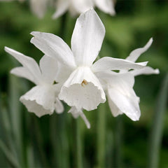 Thalia Daffodil Narcissus Bulbs Blooms Species Growing Bonsai Roots Rhizomes Corms Tubers Potted Planting Reblooming Fragrant Garden Flower Seeds Plant