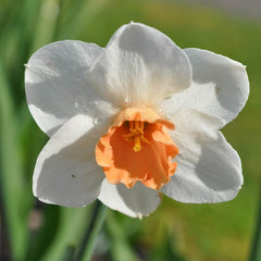Cool Flame Large Cupped Daffodil Narcissus Bulbs Blooms Species Growing Bonsai Roots Rhizomes Corms Tubers Potted Planting Reblooming Fragrant Garden Flower Seeds Plant