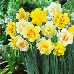 Double Daffodil Mix Narcissus Bulbs Blooms Species Growing Bonsai Roots Rhizomes Corms Tubers Potted Planting Reblooming Fragrant Garden Flower Seeds Plant
