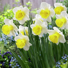 Holland Sensation Trumpet Daffodil Narcissus Bulbs Blooms Species Growing Bonsai Roots Rhizomes Corms Tubers Potted Planting Reblooming Fragrant Garden Flower Seeds Plant - Seedsplant