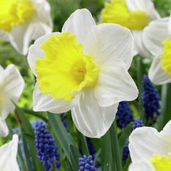 Holland Sensation Trumpet Daffodil Narcissus Bulbs Blooms Species Growing Bonsai Roots Rhizomes Corms Tubers Potted Planting Reblooming Fragrant Garden Flower Seeds Plant - Seedsplant
