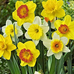 Large Cupped Daffodil Mix Narcissus Bulbs Blooms Species Growing Bonsai Roots Rhizomes Corms Tubers Potted Planting Reblooming Fragrant Garden Flower Seeds Plant