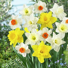 Large Cupped Daffodil Mix Narcissus Bulbs Blooms Species Growing Bonsai Roots Rhizomes Corms Tubers Potted Planting Reblooming Fragrant Garden Flower Seeds Plant