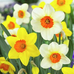 Large Cupped Daffodil Mix Narcissus Bulbs Blooms Species Growing Bonsai Roots Rhizomes Corms Tubers Potted Planting Reblooming Fragrant Garden Flower Seeds Plant