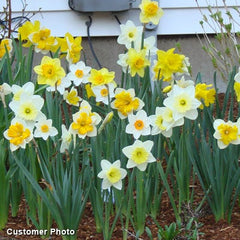 Large Cupped Daffodil Mix Narcissus Bulbs Blooms Species Growing Bonsai Roots Rhizomes Corms Tubers Potted Planting Reblooming Fragrant Garden Flower Seeds Plant