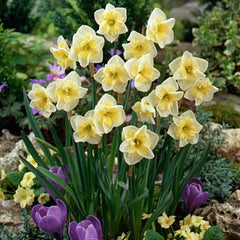 Smiling Twin Butterfly Daffodil Narcissus Bulbs Blooms Species Growing Bonsai Roots Rhizomes Corms Tubers Potted Planting Reblooming Fragrant Garden Flower Seeds Plant