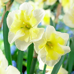Smiling Twin Butterfly Daffodil Narcissus Bulbs Blooms Species Growing Bonsai Roots Rhizomes Corms Tubers Potted Planting Reblooming Fragrant Garden Flower Seeds Plant