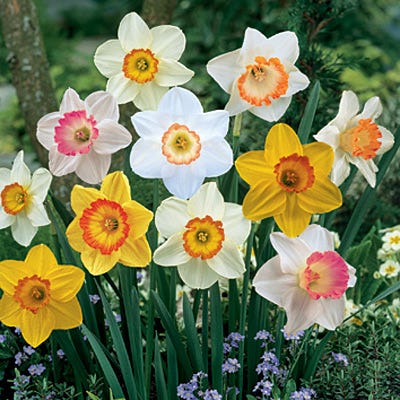 Sunshine Large Cupped Daffodil Mix Narcissus Bulbs Blooms Species Growing Bonsai Roots Rhizomes Corms Tubers Potted Planting Reblooming Fragrant Garden Flower Seeds Plant
