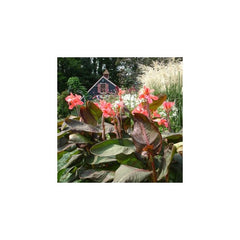 Dawn Pink Canna Bulbs Perennial Growing Bonsai Roots Rhizomes Corms Tubers Potted Planting Reblooming Fragrant Garden Species Blooms Flower Seeds Plant Gardening