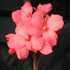Dawn Pink Canna Bulbs Perennial Growing Bonsai Roots Rhizomes Corms Tubers Potted Planting Reblooming Fragrant Garden Species Blooms Flower Seeds Plant Gardening