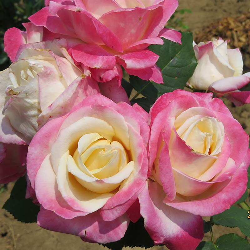 Parfum Tropical Rose Seedlings Flower Seeds Perennial Growing Bonsai Corms Tubers Potted Planting Reblooming Fragrant Garden Roots Rhizomes Species Blooms Plant Bulbs Gardening Tree