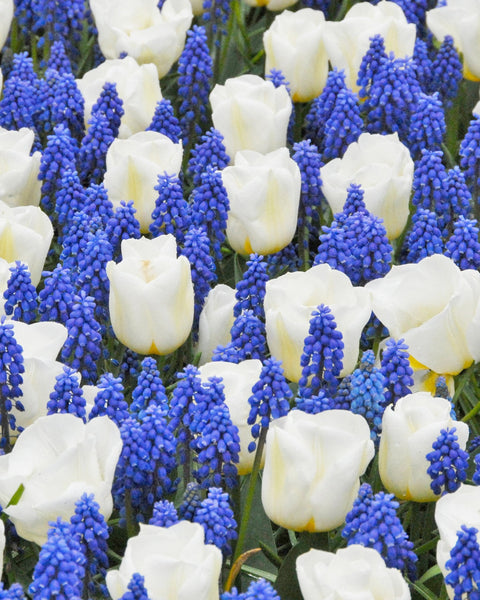 Collection Delft Grape Hyacinth Bulbs Blooms Species Growing Bonsai Roots Rhizomes Corms Tubers Potted Planting Reblooming Fragrant Garden Flower Seeds Plant Gardening