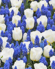 Collection Delft Grape Hyacinth Bulbs Blooms Species Growing Bonsai Roots Rhizomes Corms Tubers Potted Planting Reblooming Fragrant Garden Flower Seeds Plant Gardening