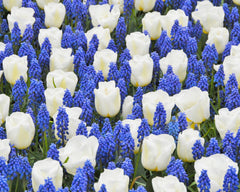 Collection Delft Grape Hyacinth Bulbs Blooms Species Growing Bonsai Roots Rhizomes Corms Tubers Potted Planting Reblooming Fragrant Garden Flower Seeds Plant Gardening - Seedsplant