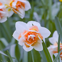 Delnashaugh Double Daffodil Narcissus Bulbs Blooms Species Growing Bonsai Roots Rhizomes Corms Tubers Potted Planting Reblooming Fragrant Garden Flower Seeds Plant - Seedsplant