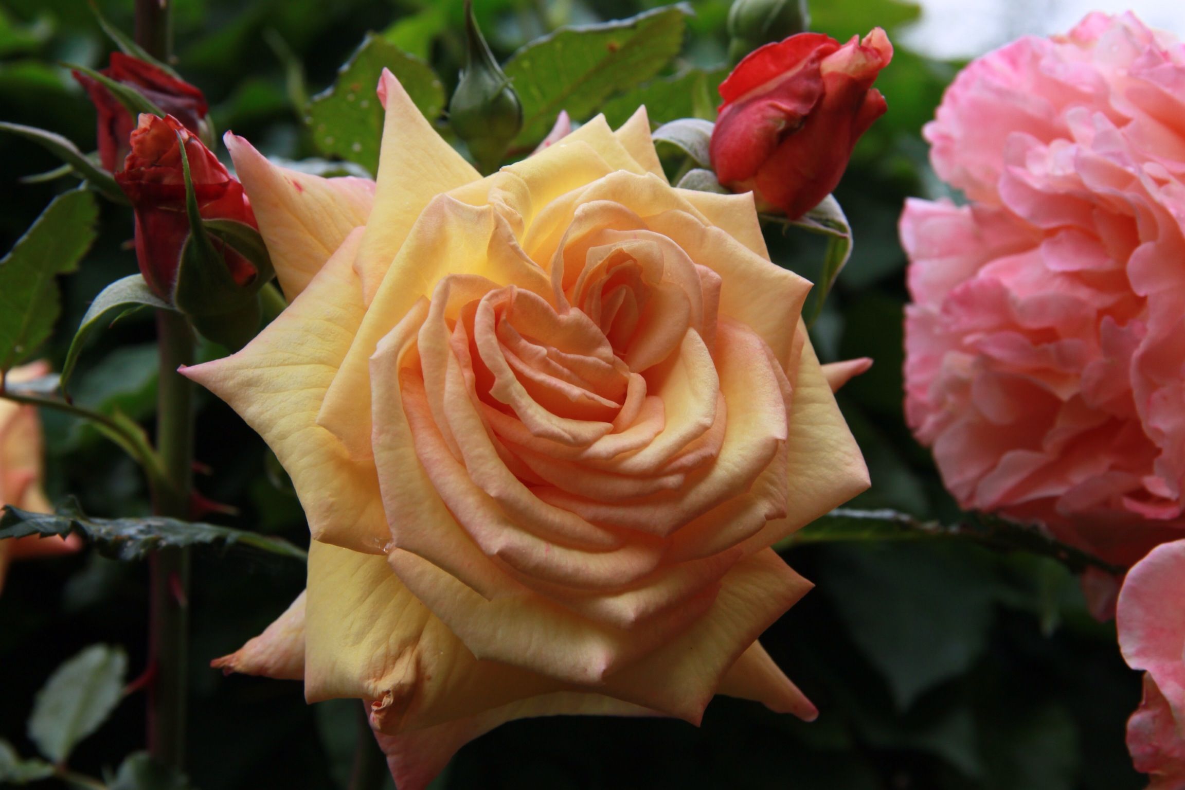 Barock Rose Seedlings Flower Seeds Perennial Growing Bonsai Corms