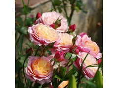 Redoute Rose Seedlings Flower Seeds Perennial Growing Bonsai Corms Tubers Potted Planting Reblooming Fragrant Garden Roots Rhizomes Species Blooms Plant Bulbs Gardening Tree