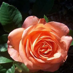 Papaya Rose Seedlings Flower Seeds Perennial Growing Bonsai Corms Tubers Potted Planting Reblooming Fragrant Garden Roots Rhizomes Species Blooms Plant Bulbs Gardening Tree