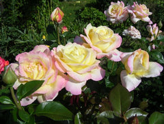Gloria Dei Rose Seedlings Flower Seeds Perennial Growing Bonsai Corms Tubers Potted Planting Reblooming Fragrant Garden Roots Rhizomes Species Blooms Plant Bulbs Gardening Tree