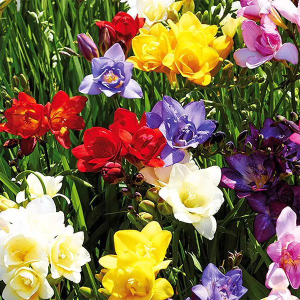 freesia plant in pot Double Mix Freesia Bulbs Growing Bonsai Roots Rhizomes Corms Tubers Potted Planting Reblooming Fragrant Garden Species Blooms Flower Seeds Plant Gardening