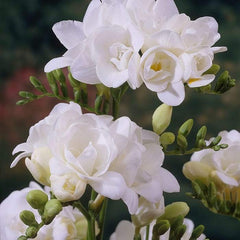 Double White Freesia Bulbs Growing Bonsai Roots Rhizomes Corms Tubers Potted Planting Reblooming Fragrant Garden Species Blooms Flower Seeds Plant Gardening