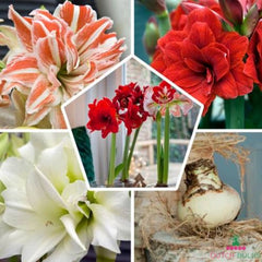 Amaryllis (Hippeastrum) Double Mix Blooms Species Growing Bonsai Bulbs Roots Rhizomes Corms Tubers Potted Planting Reblooming Fragrant Garden Flower Seeds Plant  Size 12-16cm