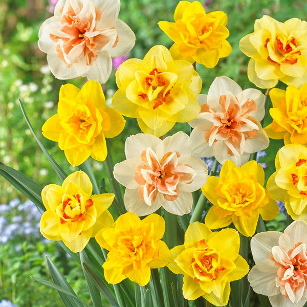 Narcissus Daffodil Spring Long Blooming Mix Bulbs Blooms Species Growing Bonsai Roots Rhizomes Corms Tubers Potted Planting Reblooming Fragrant Garden Flower Seeds Plant