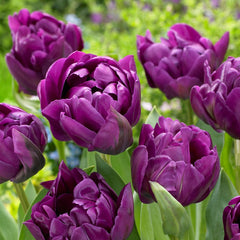 Tulip Bulbs Double Negrita Blooms Species Growing Bonsai Roots Rhizomes Corms Tubers Potted Planting Reblooming Fragrant Garden Flower Seeds Plant