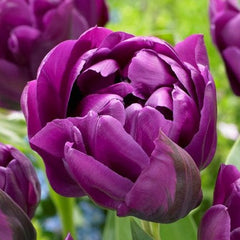 Tulip Bulbs Double Negrita Blooms Species Growing Bonsai Roots Rhizomes Corms Tubers Potted Planting Reblooming Fragrant Garden Flower Seeds Plant