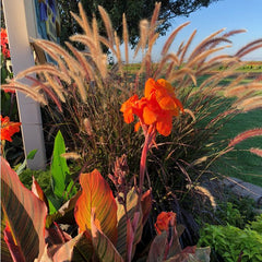 Durban Canna Bulbs Perennial Growing Bonsai Roots Rhizomes Corms Tubers Potted Planting Reblooming Fragrant Garden Species Blooms Flower Seeds Plant Gardening