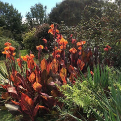 Durban Canna Bulbs Perennial Growing Bonsai Roots Rhizomes Corms Tubers Potted Planting Reblooming Fragrant Garden Species Blooms Flower Seeds Plant Gardening