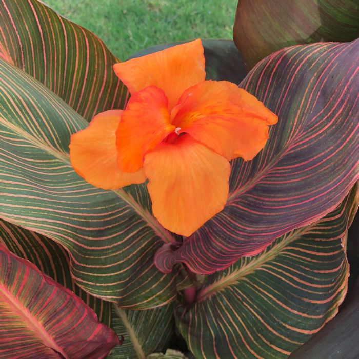 Durban Canna Bulbs Perennial Growing Bonsai Roots Rhizomes Corms Tubers Potted Planting Reblooming Fragrant Garden Species Blooms Flower Seeds Plant Gardening