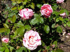 Scentimental Rose Seedlings Flower Seeds Perennial Growing Bonsai Corms Tubers Potted Planting Reblooming Fragrant Garden Roots Rhizomes Species Blooms Plant Bulbs Gardening Tree