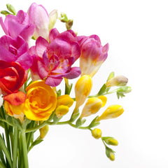 Tropical Sunset Freesia Bulbs Growing Bonsai Roots Rhizomes Corms Tubers Potted Planting Reblooming Fragrant Garden Species Blooms Flower Seeds Plant Gardening