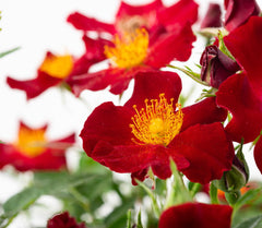 Paradise Rose Seedlings Flower Seeds Perennial Growing Bonsai Corms Tubers Potted Planting Reblooming Fragrant Garden Roots Rhizomes Species Blooms Plant Bulbs Gardening Tree - Seedsplant