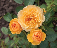 Isidora Frayla Rose Seedlings Flower Seeds Perennial Growing Bonsai Corms Tubers Potted Planting Reblooming Fragrant Garden Roots Rhizomes Species Blooms Plant Bulbs Gardening Tree