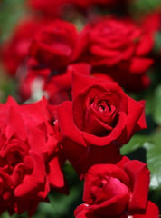 Glad Tidings Rose Seedlings Flower Seeds Perennial Growing Bonsai Corms Tubers Potted Planting Reblooming Fragrant Garden Roots Rhizomes Species Blooms Plant Bulbs Gardening Tree