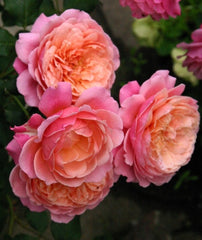 Redoute Rose Seedlings Flower Seeds Perennial Growing Bonsai Corms Tubers Potted Planting Reblooming Fragrant Garden Roots Rhizomes Species Blooms Plant Bulbs Gardening Tree