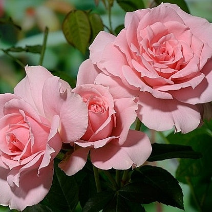 Beautiful Rose Seedlings Flower Seeds Perennial Growing Bonsai Corms Tubers Potted Planting Reblooming Fragrant Garden Roots Rhizomes Species Blooms Plant Bulbs Gardening Tree - Seedsplant