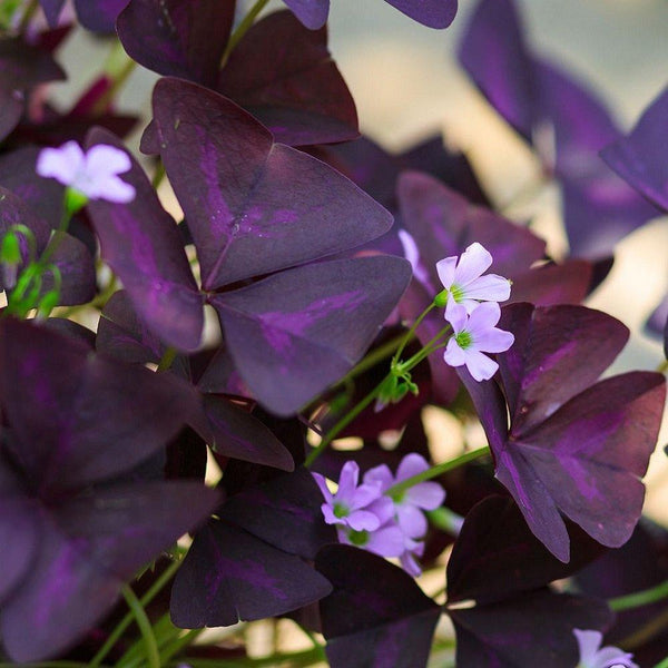 Triangularis Purple Oxalis Bulbs Wood Sorrel Shamrock Perennial Growing Bonsai Roots Rhizomes Corms Tubers Potted Planting Reblooming Fragrant Garden Species Blooms Flower Seeds Plant Gardening