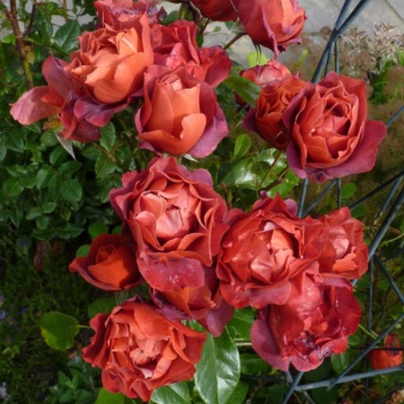 Hot Chocolate Rose Seedlings Flower Seeds Perennial Growing Bonsai Corms Tubers Potted Planting Reblooming Fragrant Garden Roots Rhizomes Species Blooms Plant Bulbs Gardening Tree