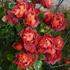 Hot Chocolate Rose Seedlings Flower Seeds Perennial Growing Bonsai Corms Tubers Potted Planting Reblooming Fragrant Garden Roots Rhizomes Species Blooms Plant Bulbs Gardening Tree