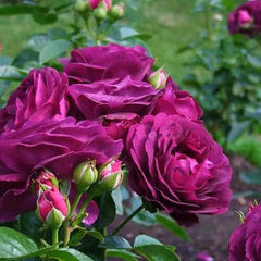 Twilight Zone Rose Seedlings Flower Seeds Perennial Growing Bonsai Corms Tubers Potted Planting Reblooming Fragrant Garden Roots Rhizomes Species Blooms Plant Bulbs Gardening Tree