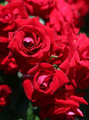 Glad Tidings Rose Seedlings Flower Seeds Perennial Growing Bonsai Corms Tubers Potted Planting Reblooming Fragrant Garden Roots Rhizomes Species Blooms Plant Bulbs Gardening Tree